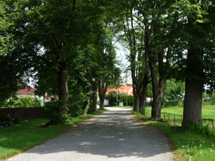 Alej v Heřmani, převzato z Wikimedia Commons
